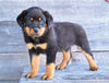 AKC Rottweiler For Sale Fredericksburg OH Charlie