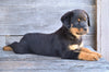 AKC Rottweiler For Sale Fredericksburg OH Charlie