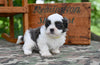Shih Tzu For Sale Fredericksburg OH-Charlie