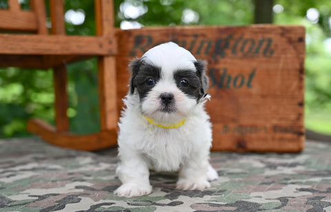 Shih Tzu For Sale Fredericksburg OH-Charlie
