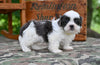 Shih Tzu For Sale Fredericksburg OH-Charlie
