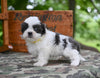 Shih Tzu For Sale Fredericksburg OH-Charlie