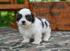 Shih Tzu For Sale Fredericksburg OH-Charlie