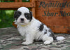 Shih Tzu For Sale Fredericksburg OH-Charlie