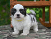Shih Tzu For Sale Fredericksburg OH-Charlie