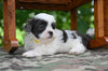 Shih Tzu For Sale Fredericksburg OH-Charlie
