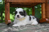 Shih Tzu For Sale Fredericksburg OH-Charlie