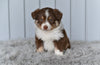 Mini Australian Shepherd For Sale Holmesville OH Coco