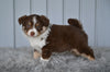 Mini Australian Shepherd For Sale Holmesville OH Coco