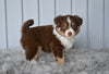 Mini Australian Shepherd For Sale Holmesville OH Coco