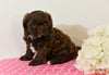 Shih-Poo For Sale Baltic OH Coco-Female