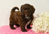 Shih-Poo For Sale Baltic OH Coco-Female
