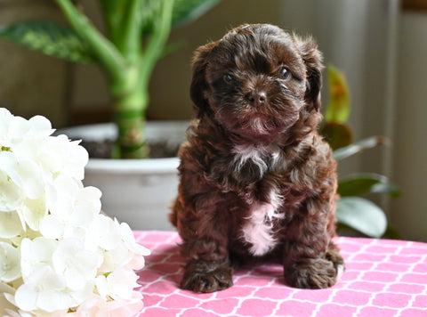Shih-Poo For Sale Baltic OH Coco-Female