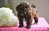 Shih-Poo For Sale Baltic OH Coco-Female