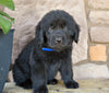 Newfoundland For Sale Dalton OH-Cody