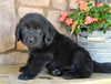 Newfoundland For Sale Dalton OH-Cody