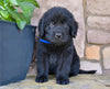 Newfoundland For Sale Dalton OH-Cody