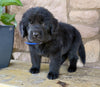 Newfoundland For Sale Dalton OH-Cody