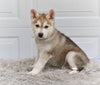 German Shepherd-Siberian Husky For Sale Holmesville OH Cooper