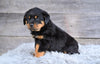 AKC Rottweiler For Sale Fredericksburg OH Cooper