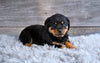 AKC Rottweiler For Sale Fredericksburg OH Cooper