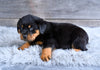 AKC Rottweiler For Sale Fredericksburg OH Cooper