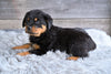 AKC Rottweiler For Sale Fredericksburg OH Cooper