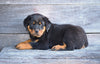 AKC Rottweiler For Sale Fredericksburg OH Cooper