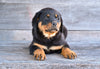 AKC Rottweiler For Sale Fredericksburg OH Cooper