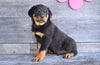 AKC Rottweiler For Sale Fredericksburg OH Cooper