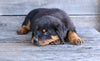 AKC Rottweiler For Sale Fredericksburg OH Cooper