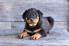 AKC Rottweiler For Sale Fredericksburg OH Cooper