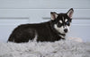 German Shepherd-Siberian Husky For Sale Holmesville OH Crystal