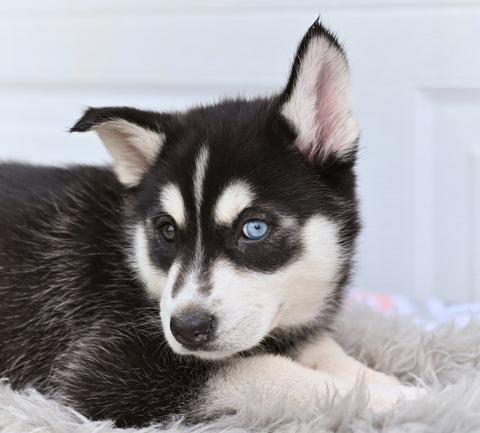 German Shepherd-Siberian Husky For Sale Holmesville OH Crystal