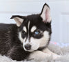 German Shepherd-Siberian Husky For Sale Holmesville OH Crystal