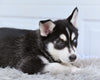 German Shepherd-Siberian Husky For Sale Holmesville OH Crystal