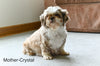 Shih-Poo For Sale Baltic OH Melissa Female