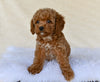 F1B Cockapoo For Sale Fresno OH-Curls