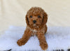 F1B Cockapoo For Sale Fresno OH-Curls