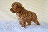 F1B Cockapoo For Sale Fresno OH-Curls