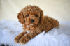 F1B Cockapoo For Sale Fresno OH-Curls