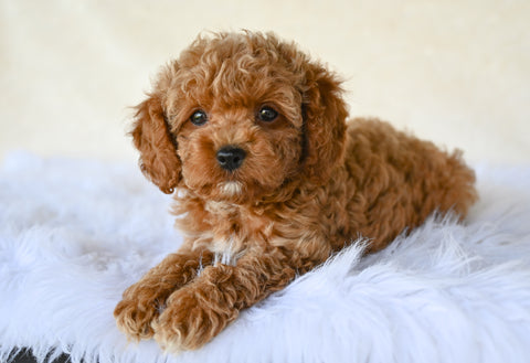 F1B Cockapoo For Sale Fresno OH-Curls