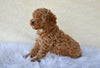 F1B Cockapoo For Sale Fresno OH-Curls
