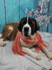 AKC Registered Saint Bernard For Sale Sugarcreek OH Female-Zoe
