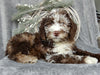 Medium F1B Labradoodle For Sale Millersburg OH Male-Barney