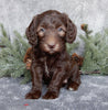 Medium F1B Labradoodle For Sale Millersburg OH Female-Bailey