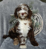 Medium F1B Labradoodle For Sale Millersburg OH Male-Barney