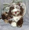 Medium F1B Labradoodle For Sale Millersburg OH Male-Barney