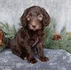 Medium F1B Labradoodle For Sale Millersburg OH Female-Bailey