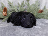 Medium F1B Labradoodle For Sale Millersburg OH Male-Bear